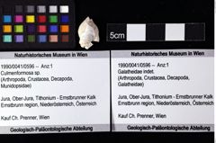 Foto (Objket + Etiketten) von Culmenformosa sp. 